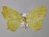  (Epigynopteryx AH03 - BC ZSM Lep 42172)  @14 [ ] CreativeCommons - Attribution Non-Commercial Share-Alike (2010) Axel Hausmann/Bavarian State Collection of Zoology (ZSM) SNSB, Zoologische Staatssammlung Muenchen