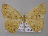  (Epigynopteryx AH04 - BC ZSM Lep 42173)  @14 [ ] CreativeCommons - Attribution Non-Commercial Share-Alike (2010) Axel Hausmann/Bavarian State Collection of Zoology (ZSM) SNSB, Zoologische Staatssammlung Muenchen
