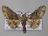  (Omphalucha nubimedia - BC ZSM Lep 42182)  @13 [ ] CreativeCommons - Attribution Non-Commercial Share-Alike (2010) Axel Hausmann/Bavarian State Collection of Zoology (ZSM) SNSB, Zoologische Staatssammlung Muenchen