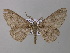 (Cleora papillifer - BC ZSM Lep 42183)  @13 [ ] CreativeCommons - Attribution Non-Commercial Share-Alike (2010) Axel Hausmann/Bavarian State Collection of Zoology (ZSM) SNSB, Zoologische Staatssammlung Muenchen
