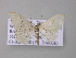  ( - BC ZSM Lep 42198)  @13 [ ] CreativeCommons - Attribution Non-Commercial Share-Alike (2010) Axel Hausmann/Bavarian State Collection of Zoology (ZSM) SNSB, Zoologische Staatssammlung Muenchen