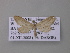  ( - BC ZSM Lep 42199)  @13 [ ] CreativeCommons - Attribution Non-Commercial Share-Alike (2010) Axel Hausmann/Bavarian State Collection of Zoology (ZSM) SNSB, Zoologische Staatssammlung Muenchen