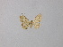  ( - BC ZSM Lep 42201)  @12 [ ] CreativeCommons - Attribution Non-Commercial Share-Alike (2010) Axel Hausmann/Bavarian State Collection of Zoology (ZSM) SNSB, Zoologische Staatssammlung Muenchen