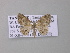  ( - BC ZSM Lep 42204)  @13 [ ] CreativeCommons - Attribution Non-Commercial Share-Alike (2010) Axel Hausmann/Bavarian State Collection of Zoology (ZSM) SNSB, Zoologische Staatssammlung Muenchen