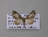  (Eupithecia BOLD:AAP4132 - BC ZSM Lep 42207)  @13 [ ] CreativeCommons - Attribution Non-Commercial Share-Alike (2010) Axel Hausmann/Bavarian State Collection of Zoology (ZSM) SNSB, Zoologische Staatssammlung Muenchen