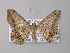  ( - BC ZSM Lep 42212)  @14 [ ] CreativeCommons - Attribution Non-Commercial Share-Alike (2010) Axel Hausmann/Bavarian State Collection of Zoology (ZSM) SNSB, Zoologische Staatssammlung Muenchen