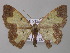  ( - BC ZSM Lep 42216)  @13 [ ] CreativeCommons - Attribution Non-Commercial Share-Alike (2010) Axel Hausmann/Bavarian State Collection of Zoology (ZSM) SNSB, Zoologische Staatssammlung Muenchen