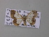  ( - BC ZSM Lep 42219)  @13 [ ] CreativeCommons - Attribution Non-Commercial Share-Alike (2010) Axel Hausmann/Bavarian State Collection of Zoology (ZSM) SNSB, Zoologische Staatssammlung Muenchen