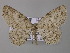  (Zeuctoboarmia AH02Tz - BC ZSM Lep 42222)  @14 [ ] CreativeCommons - Attribution Non-Commercial Share-Alike (2010) Axel Hausmann/Bavarian State Collection of Zoology (ZSM) SNSB, Zoologische Staatssammlung Muenchen
