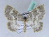  ( - BC ZSM Lep 42422)  @11 [ ] CreativeCommons - Attribution Non-Commercial Share-Alike (2010) Axel Hausmann/Bavarian State Collection of Zoology (ZSM) SNSB, Zoologische Staatssammlung Muenchen