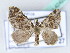  ( - BC ZSM Lep 42423)  @11 [ ] CreativeCommons - Attribution Non-Commercial Share-Alike (2010) Axel Hausmann/Bavarian State Collection of Zoology (ZSM) SNSB, Zoologische Staatssammlung Muenchen