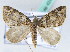  (Piercia cidariata - BC ZSM Lep 42424)  @11 [ ] CreativeCommons - Attribution Non-Commercial Share-Alike (2010) Axel Hausmann/Bavarian State Collection of Zoology (ZSM) SNSB, Zoologische Staatssammlung Muenchen