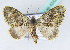  ( - BC ZSM Lep 42429)  @14 [ ] CreativeCommons - Attribution Non-Commercial Share-Alike (2010) Axel Hausmann/Bavarian State Collection of Zoology (ZSM) SNSB, Zoologische Staatssammlung Muenchen
