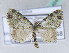  ( - BC ZSM Lep 42431)  @11 [ ] CreativeCommons - Attribution Non-Commercial Share-Alike (2010) Axel Hausmann/Bavarian State Collection of Zoology (ZSM) SNSB, Zoologische Staatssammlung Muenchen