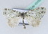  ( - BC ZSM Lep 42432)  @11 [ ] CreativeCommons - Attribution Non-Commercial Share-Alike (2010) Axel Hausmann/Bavarian State Collection of Zoology (ZSM) SNSB, Zoologische Staatssammlung Muenchen