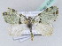  (Piercia BOLD:AAU2777 - BC ZSM Lep 42433)  @14 [ ] CreativeCommons - Attribution Non-Commercial Share-Alike (2010) Axel Hausmann/Bavarian State Collection of Zoology (ZSM) SNSB, Zoologische Staatssammlung Muenchen