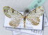  ( - BC ZSM Lep 42436)  @13 [ ] CreativeCommons - Attribution Non-Commercial Share-Alike (2010) Axel Hausmann/Bavarian State Collection of Zoology (ZSM) SNSB, Zoologische Staatssammlung Muenchen