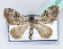  (Piercia perizomoides - BC ZSM Lep 42437)  @14 [ ] CreativeCommons - Attribution Non-Commercial Share-Alike (2010) Axel Hausmann/Bavarian State Collection of Zoology (ZSM) SNSB, Zoologische Staatssammlung Muenchen