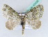  (Piercia dryas - BC ZSM Lep 42438)  @14 [ ] CreativeCommons - Attribution Non-Commercial Share-Alike (2010) Axel Hausmann/Bavarian State Collection of Zoology (ZSM) SNSB, Zoologische Staatssammlung Muenchen