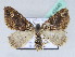  (Piercia ciliata - BC ZSM Lep 42440)  @14 [ ] CreativeCommons - Attribution Non-Commercial Share-Alike (2010) Axel Hausmann/Bavarian State Collection of Zoology (ZSM) SNSB, Zoologische Staatssammlung Muenchen