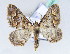  (Mimoclystia explanata - BC ZSM Lep 42447)  @14 [ ] CreativeCommons - Attribution Non-Commercial Share-Alike (2010) Axel Hausmann/Bavarian State Collection of Zoology (ZSM) SNSB, Zoologische Staatssammlung Muenchen