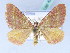  (Mimoclystia pudicata pudicata - BC ZSM Lep 42451)  @11 [ ] CreativeCommons - Attribution Non-Commercial Share-Alike (2010) Axel Hausmann/Bavarian State Collection of Zoology (ZSM) SNSB, Zoologische Staatssammlung Muenchen