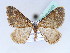  (Mimoclystia - BC ZSM Lep 42452)  @15 [ ] CreativeCommons - Attribution Non-Commercial Share-Alike (2010) Axel Hausmann/Bavarian State Collection of Zoology (ZSM) SNSB, Zoologische Staatssammlung Muenchen