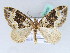  (Xanthorhoe tuta - BC ZSM Lep 42459)  @13 [ ] CreativeCommons - Attribution Non-Commercial Share-Alike (2010) Axel Hausmann/Bavarian State Collection of Zoology (ZSM) SNSB, Zoologische Staatssammlung Muenchen