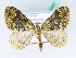  ( - BC ZSM Lep 42461)  @11 [ ] CreativeCommons - Attribution Non-Commercial Share-Alike (2010) Axel Hausmann/Bavarian State Collection of Zoology (ZSM) SNSB, Zoologische Staatssammlung Muenchen
