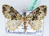  ( - BC ZSM Lep 42462)  @11 [ ] CreativeCommons - Attribution Non-Commercial Share-Alike (2010) Axel Hausmann/Bavarian State Collection of Zoology (ZSM) SNSB, Zoologische Staatssammlung Muenchen