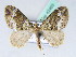  (Xanthorhoe poseata - BC ZSM Lep 42463)  @14 [ ] CreativeCommons - Attribution Non-Commercial Share-Alike (2010) Axel Hausmann/Bavarian State Collection of Zoology (ZSM) SNSB, Zoologische Staatssammlung Muenchen