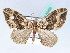  (Xanthorhoe transjugata - BC ZSM Lep 42465)  @14 [ ] CreativeCommons - Attribution Non-Commercial Share-Alike (2010) Axel Hausmann/Bavarian State Collection of Zoology (ZSM) SNSB, Zoologische Staatssammlung Muenchen