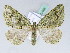  (Xanthorhoe BOLD:AAW7474 - BC ZSM Lep 42468)  @14 [ ] CreativeCommons - Attribution Non-Commercial Share-Alike (2010) Axel Hausmann/Bavarian State Collection of Zoology (ZSM) SNSB, Zoologische Staatssammlung Muenchen