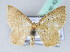  (Synpelurga AH01 - BC ZSM Lep 42482)  @13 [ ] CreativeCommons - Attribution Non-Commercial Share-Alike (2010) Axel Hausmann/Bavarian State Collection of Zoology (ZSM) SNSB, Zoologische Staatssammlung Muenchen