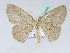  (Cyclophora lyciscaria - BC ZSM Lep 42495)  @14 [ ] CreativeCommons - Attribution Non-Commercial Share-Alike (2010) Axel Hausmann/Bavarian State Collection of Zoology (ZSM) SNSB, Zoologische Staatssammlung Muenchen