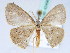  (Cyclophora AH01 - BC ZSM Lep 42496)  @11 [ ] CreativeCommons - Attribution Non-Commercial Share-Alike (2010) Axel Hausmann/Bavarian State Collection of Zoology (ZSM) SNSB, Zoologische Staatssammlung Muenchen