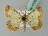  (Zamarada AH01 - BC ZSM Lep 43562)  @13 [ ] CreativeCommons - Attribution Non-Commercial Share-Alike (2010) Axel Hausmann/Bavarian State Collection of Zoology (ZSM) SNSB, Zoologische Staatssammlung Muenchen