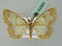  (Zamarada AH02 - BC ZSM Lep 43563)  @11 [ ] CreativeCommons - Attribution Non-Commercial Share-Alike (2010) Axel Hausmann/Bavarian State Collection of Zoology (ZSM) SNSB, Zoologische Staatssammlung Muenchen