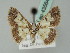  ( - BC ZSM Lep 43564)  @13 [ ] CreativeCommons - Attribution Non-Commercial Share-Alike (2010) Axel Hausmann/Bavarian State Collection of Zoology (ZSM) SNSB, Zoologische Staatssammlung Muenchen