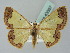  (Zamarada AAE6541 - BC ZSM Lep 43567)  @13 [ ] CreativeCommons - Attribution Non-Commercial Share-Alike (2010) Axel Hausmann/Bavarian State Collection of Zoology (ZSM) SNSB, Zoologische Staatssammlung Muenchen