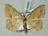  ( - BC ZSM Lep 43569)  @14 [ ] CreativeCommons - Attribution Non-Commercial Share-Alike (2010) Axel Hausmann/Bavarian State Collection of Zoology (ZSM) SNSB, Zoologische Staatssammlung Muenchen