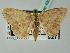  ( - BC ZSM Lep 43572)  @11 [ ] CreativeCommons - Attribution Non-Commercial Share-Alike (2010) Axel Hausmann/Bavarian State Collection of Zoology (ZSM) SNSB, Zoologische Staatssammlung Muenchen