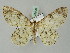 (Ectropis AH01 - BC ZSM Lep 43596)  @11 [ ] CreativeCommons - Attribution Non-Commercial Share-Alike (2010) Axel Hausmann/Bavarian State Collection of Zoology (ZSM) SNSB, Zoologische Staatssammlung Muenchen