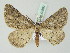  ( - BC ZSM Lep 43599)  @11 [ ] CreativeCommons - Attribution Non-Commercial Share-Alike (2010) Axel Hausmann/Bavarian State Collection of Zoology (ZSM) SNSB, Zoologische Staatssammlung Muenchen