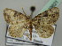  (Obolcola hastata - BC ZSM Lep 43621)  @11 [ ] CreativeCommons - Attribution Non-Commercial Share-Alike (2010) Axel Hausmann/Bavarian State Collection of Zoology (ZSM) SNSB, Zoologische Staatssammlung Muenchen