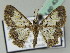  (Zamarada consecuta - BC ZSM Lep 43628)  @13 [ ] CreativeCommons - Attribution Non-Commercial Share-Alike (2010) Axel Hausmann/Bavarian State Collection of Zoology (ZSM) SNSB, Zoologische Staatssammlung Muenchen