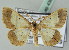  ( - BC ZSM Lep 43630)  @11 [ ] CreativeCommons - Attribution Non-Commercial Share-Alike (2010) Axel Hausmann/Bavarian State Collection of Zoology (ZSM) SNSB, Zoologische Staatssammlung Muenchen