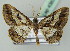  ( - BC ZSM Lep 43632)  @11 [ ] CreativeCommons - Attribution Non-Commercial Share-Alike (2010) Axel Hausmann/Bavarian State Collection of Zoology (ZSM) SNSB, Zoologische Staatssammlung Muenchen