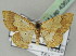  ( - BC ZSM Lep 43635)  @13 [ ] CreativeCommons - Attribution Non-Commercial Share-Alike (2010) Axel Hausmann/Bavarian State Collection of Zoology (ZSM) SNSB, Zoologische Staatssammlung Muenchen