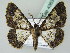  ( - BC ZSM Lep 43637)  @13 [ ] CreativeCommons - Attribution Non-Commercial Share-Alike (2010) Axel Hausmann/Bavarian State Collection of Zoology (ZSM) SNSB, Zoologische Staatssammlung Muenchen